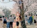 조웅비 벚꽃